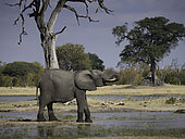 A lone African Bush Elephant (Loxodonta africana) at the water hole in Hwange National Park, Zimbabwe.