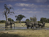 A herd of African Bush Elephants (Loxodonta africana )at the Water hole in Hwange National Park, Zimbabwe.