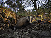 Two Eurasian Badgers (Meles meles) emerge from their sett in the Peak District National Park, UK.