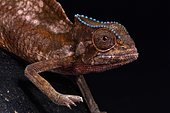 Sail Backed Chameleon (Trioceros cristatus)