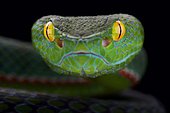 Siamese peninsula pitviper (Popeia fucata)