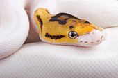 Ball python (Python regius) piebald