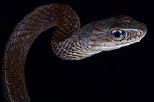 White bellied rat snake (Ptyas fusca)