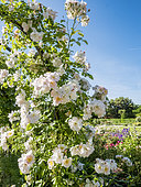 Rosa 'Sourire d'Orchidée' Obtenteur : Croix (FRA) 1985