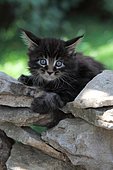 Chaton Maine Coon sur un mur de pierres sèches