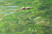 Fly fishing on the Loue river, Wild trout (Salmo trutta fario) on the surface, Franche-Comté, France
