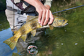 Fly fishing on the Loue river, Presentation of a wild trout (Salmo trutta fario), Franche-Comté, France