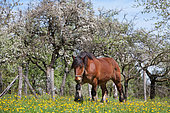 Ardennes horse in meadow, stallion, Territoire de Belfort, France