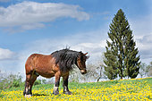 Ardennes horse in meadow, stallion, Territoire de Belfort, France