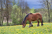 Ardennes horse in meadow, stallion, Territoire de Belfort, France