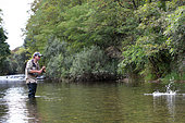 Trout fishing on the Loue river, fly fishing, Franche-Comté, France