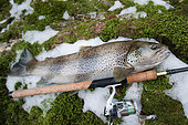 Trout fishing on the Doubs river, Catch a big wild trout, Goumois, Doubs, Franche-Comté, France