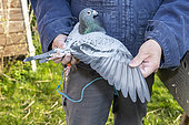 Pigeon held in hands, waiting to be vaccinated, Pas de Calais, France