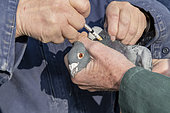 Vaccination of a competition pigeon, Pas de Calais, France
