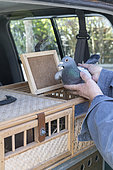 Placing pigeons into a basket before releasing them for training, Pas de Calais, France