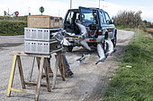 Letting go of pigeons for training, Pas de Calais, France
