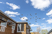 Pigeons returning to the dovecote, Pas-de-Calais, France