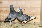 Couple of Pigeons in their dovecote, Pas de Calais, France