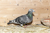 Pigeon in his dovecote, Pas de Calais, France
