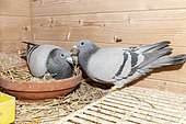 Couple of Pigeons in their dovecote, Pas de Calais, France