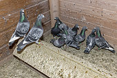 Pigeons in their dovecote, Pas de Calais, France
