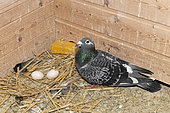 Female pigeon on its nest, Pas de Calais, France