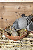 Female pigeon feeding her chicks, Pas-de-Calais, France