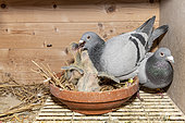 Female pigeon feeding her chicks, Pas-de-Calais, France