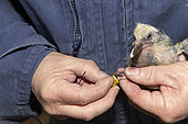 Tagging of a young pigeon, Pas de Calais, France