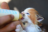 Maine Coon bottle-fed kitten