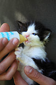 Maine Coon bottle-fed kitten