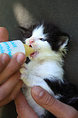Maine Coon bottle-fed kitten