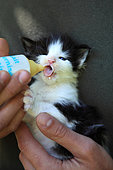 Maine Coon bottle-fed kitten