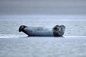 Harbor seal (Phoca vitulina) on a sandbank in the Authie Bay, France