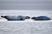 Harbor seals (Phoca vitulina) on a sandbank in the Authie Bay, France