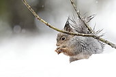 Eurasian red Squirrel (Sciurus vulgaris) in snow, Norway