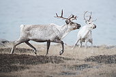 Reindeer (Rangifer tarandus) in tundra, Norway