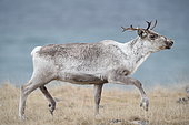 Reindeer (Rangifer tarandus) in tundra, Norway