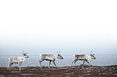 Reindeer (Rangifer tarandus) in tundra, Barents sea, Norway