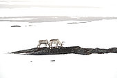 Reindeer (Rangifer tarandus) in snow, Norway