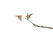 European Bee-eater (Merops apiaster) onwhite background, Jura, Franche-Comté, France