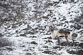 Reindeer (Rangifer tarandus) in snow, Norway