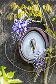 Blue Tit (Cyanistes caeruleus) on a birdhouse, spring, Pas de Calais, France