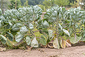 Brussels sprouts in a garden, summer, Moselle, France