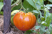 Tomatoes 'Coeur de boeuf' in an organic garden, summer, Moselle, France