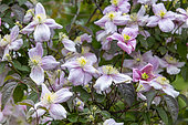 Anemone Clematis (Clematis montana) blooming in a spring garden, Pas de Calais, France