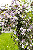 Anemone Clematis (Clematis montana) blooming on an arbor in a spring garden, Pas de Calais, France
