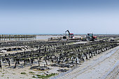 Cancale oyster farm at low tide, Brittany, France