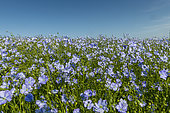 Cultivated flax (Linum usitatissimum) field in bloom, Escalles, Hauts de France, France