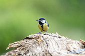 Young Great tit (Parus major) eating a sunflower seed, spring, Moselle, France